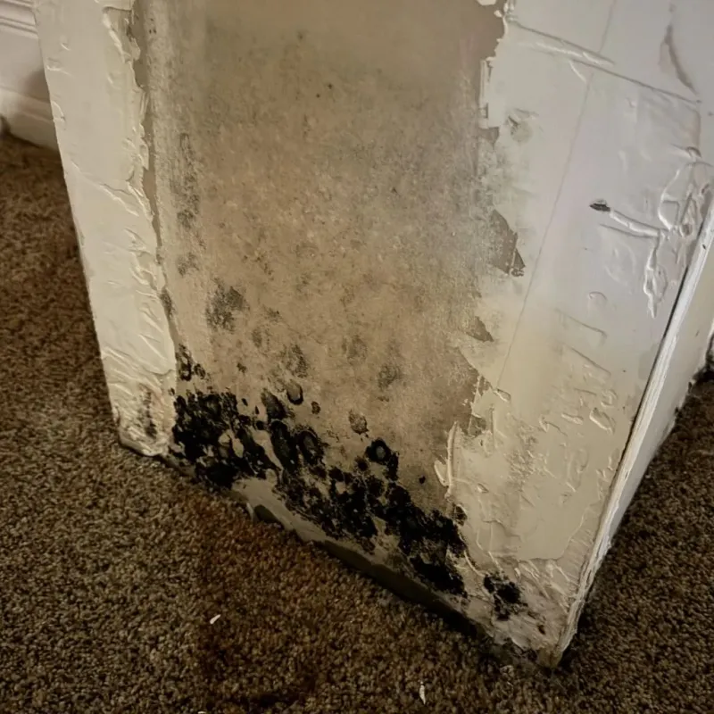 Professional Mold Removal in Shaw, DC